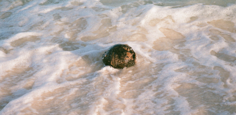 Cancun_Coconut_MarkOvsey_tiny