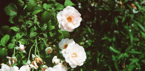 Flowers_MarkOvsey_tiny