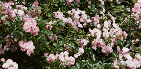 Roses_NewYork_MarkOvsey_tiny