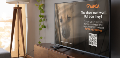 MarkOvsey_Eaglecom_3_tiny